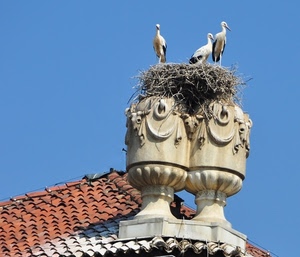 cicogne, tetto, nido, tre, comignoli, uccelli, cielo, nidi, tegole