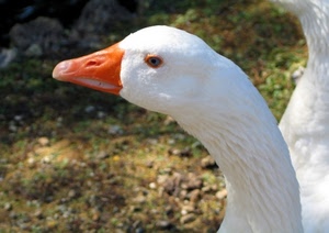 oca, becco, occhio, bianco, piume, arancione, collo, uccello, animale