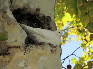 foglie, colomba, tronco, albero, uccello, bianco, nido, becco, bianca, rami, tortora