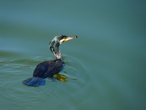 acqua, becco, uccello, cormorano, piume, nero, blu, occhio, nuotare