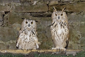 gufi, uccelli, due, occhi, piume, civette, natura, rapaci