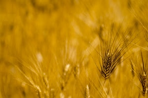 grano, spiga, giallo, campo, oro, spighe, chicchi, macro, sfocato