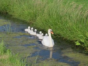acqua, cigni, erba, animali, bianco, verde, fila, riflesso, mamma, foglie, fiume, riflessi, cigno, pulcini, uccelli, famiglia, fossato