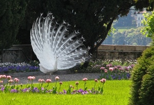 pavone, fiori, bianco, ruota, coda, verde, giardino, uccello, penne