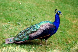 pavone, piume, verde, uccello, erba, prato, blu, becco, coda, azzurro, cresta, colori, ali, animale, occhio, collo, ciuffo, zampe