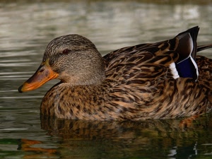 acqua, anatra, becco, piume, uccello, riflesso, occhio, animale, papera, ali, uccelli, riflessi