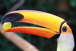 becco, uva, uccello, tucano, occhio, giallo, acino, nero, chicco, volatile, arancione, animale, blu, sfocato, bianco