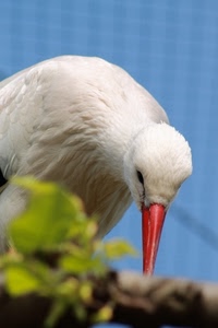 becco, bianco, piume, uccello, cicogna, rosso, arancio