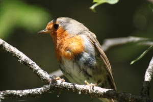 uccello, ramo, pettirosso, becco, piume, uccellino, rosso, occhio