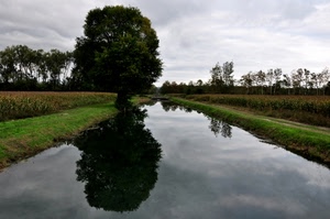 riflesso, canale, albero, acqua, alberi, verde, fiume, nuvole, campagna