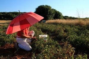 ombrello, pomodori, rosso, alberi, campo, campagna, raccolta, secchio, orto