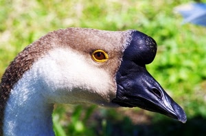 becco, nero, occhio, oca, uccello, volatile, collo, animale, bianco