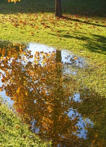 foglie, riflesso, albero, autunno, acqua, prato, erba, verde, pozzanghera, tronco, ombra, ombre