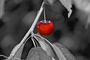 ciliegia, foglie, ramo, rosso, frutto