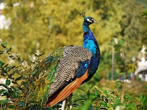 pavone, piume, uccello, blu, colori, penne, verde, ali, cresta