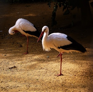 uccelli, due, zampe, becco, animali, bianco, nero, cicogne, piume, ali, natura, gru, bianconero, volatili