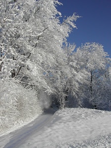alberi, neve, bianco, inverno, strada, cielo, rami, sentiero, bosco