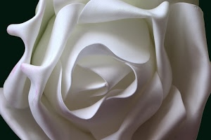 bianco, petali, rosa, fiore, curve, nero, linee, tovagliolo, stoffa, corolla, ombre
