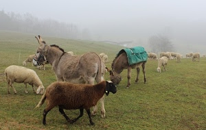 nebbia, pecore, animali, asini, erba, prato, pascolo, verde, zampe, ovini, alberi, soma, gregge, basto, mammiferi, quadrupedi, foschia, asino, brucare