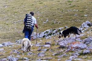 bastone, cani, pastore, coperta, rocce, erba, nero, uomo, bianco, camminare, persona, sassi, prato, verde, pietre, quadri, roccia, due