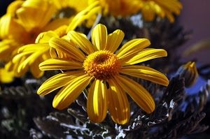 giallo, petali, fiori, corolla, fiore, foglie, macro, bocciolo, pistilli, natura, boccioli, corolle, margherite, margherita