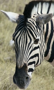 zebra, muso, orecchie, strisce, animale, nero, righe, bianco