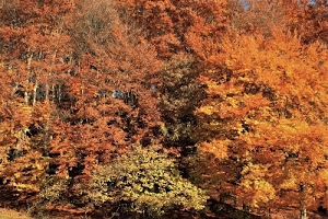 alberi, autunno, foglie, bosco, giallo, colori, rosso, arancione, fogliame, verde, rami, piante, marrone