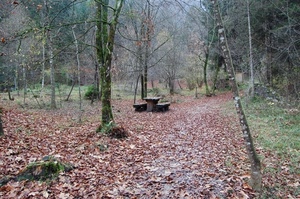 foglie, autunno, alberi, bosco, panchina, tavolo, panchine, rami