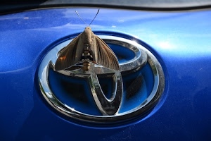 farfalla, blu, antenne, ali, insetto, auto, automobile, stemma, logo, azzurro, marchio, cerchio, macchina, falena, toyota, metallo