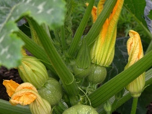 verde, fiori, zucchine, giallo, arancione, ortaggi, pianta, gambi, zucca, verdura, foglie
