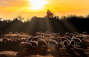pecore, controluce, gregge, sole, alberi, raggi, animali, quadrupedi, cielo, giallo, tramonto, pascolo, arancione, cespugli, nero, sagome, ovini, campo