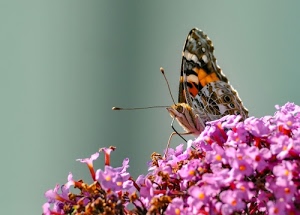 farfalla, fiori, antenne, ali, rosa, zampe, colori, macro, occhi, insetto, animale, pistilli, fucsia