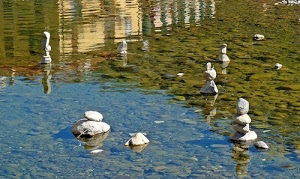 acqua, sassi, riflessi, riflesso, pietre, fiume, stagno, verde, case, trasparente, lago