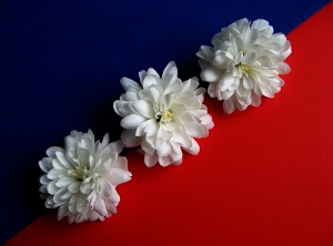 rosso, fiori, blu, diagonale, petali, tre, bianco, corolle, bianchi, tricolore, bicolore, colori, pistilli