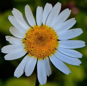 petali, margherita, fiore, giallo, bianco, corolla, pistilli, macro, arancione, bianchi, verde, stami