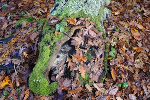 tronco, muschio, foglie, autunno, verde, giallo, marrone, arancione, licheni, bosco, fogliame, quercia, tappeto, albero, legno, autunnale, terreno