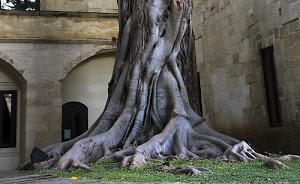 radici, albero, erba, verde, tronco, archi, arco, pietra, prato, grigio, porte, secolare, muri, finestre, edificio