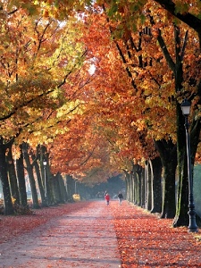 viale, alberi, autunno, foglie, persone, giallo, strada, lampioni, lampione, rosso, tronchi, passanti, via, parco, arancio, arancione, fogliame, rami