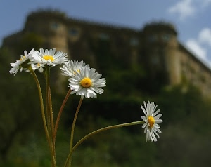petali, fiori, castello, giallo, margherite, bianco, cielo, sfocato, steli, corolle, gambi, verde, torri, natura, stelo, fiore, corolla, margherita