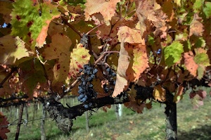 foglie, uva, grappoli, autunno, vite, verde, acini, vigna, nera, giallo, vigneto, erba, nero, frutta, ferro, viti, filo, passita, rami