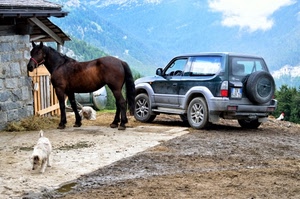 cavallo, cane, auto, montagna, automobile, animali, cani, alberi, jeep, baita, montagne, ruote, coda, verde, bianco, cancello, marrone, fuoristrada