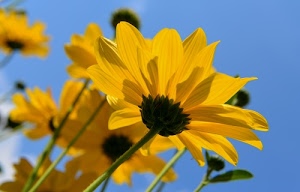 cielo, giallo, petali, fiori, azzurro, gambi, verde, fiore, corolla, controluce, steli, sfocato