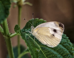 antenne, farfalla, verde, foglia, ali, zampe, insetto, bianco, macro, pianta, sfocato, foglie, natura, bianca