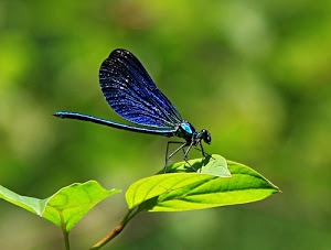 verde, blu, foglie, ali, libellula, insetto, zampe, foglia, macro, sfocato, pianta, occhi, natura, corpo