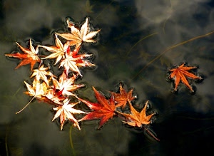 foglie, acqua, autunno, arancione, stagno, rosso, bianco, secche, cadute, galleggiare, gambi, acero, marrone, trasparenza, giallo