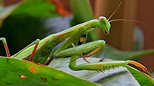 antenne, verde, insetto, zampe, mantide, foglie, sfocato, occhi, macro, animale, cavalletta, natura, bocca, religiosa, insetti