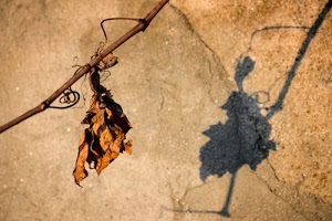 foglia, ombra, ramo, vite, muro, secca, marrone, autunno, ombre, tralcio, arancione, secco