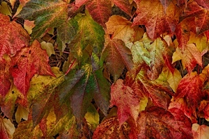rosso, foglie, autunno, giallo, verde, colori, fogliame, natura, pattern, foliage