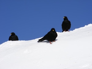 neve, bianco, nero, tre, uccelli, azzurro, cielo, merli, corvi, zampe, inverno, contrasto, animali, becchi, neri, giallo, becco