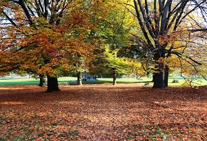 foglie, alberi, autunno, parco, verde, rami, panchine, marrone, giardino, tronchi, fogliame, arancione, giallo, cadute